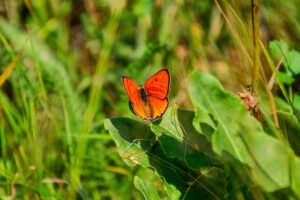 Lycaena dispar