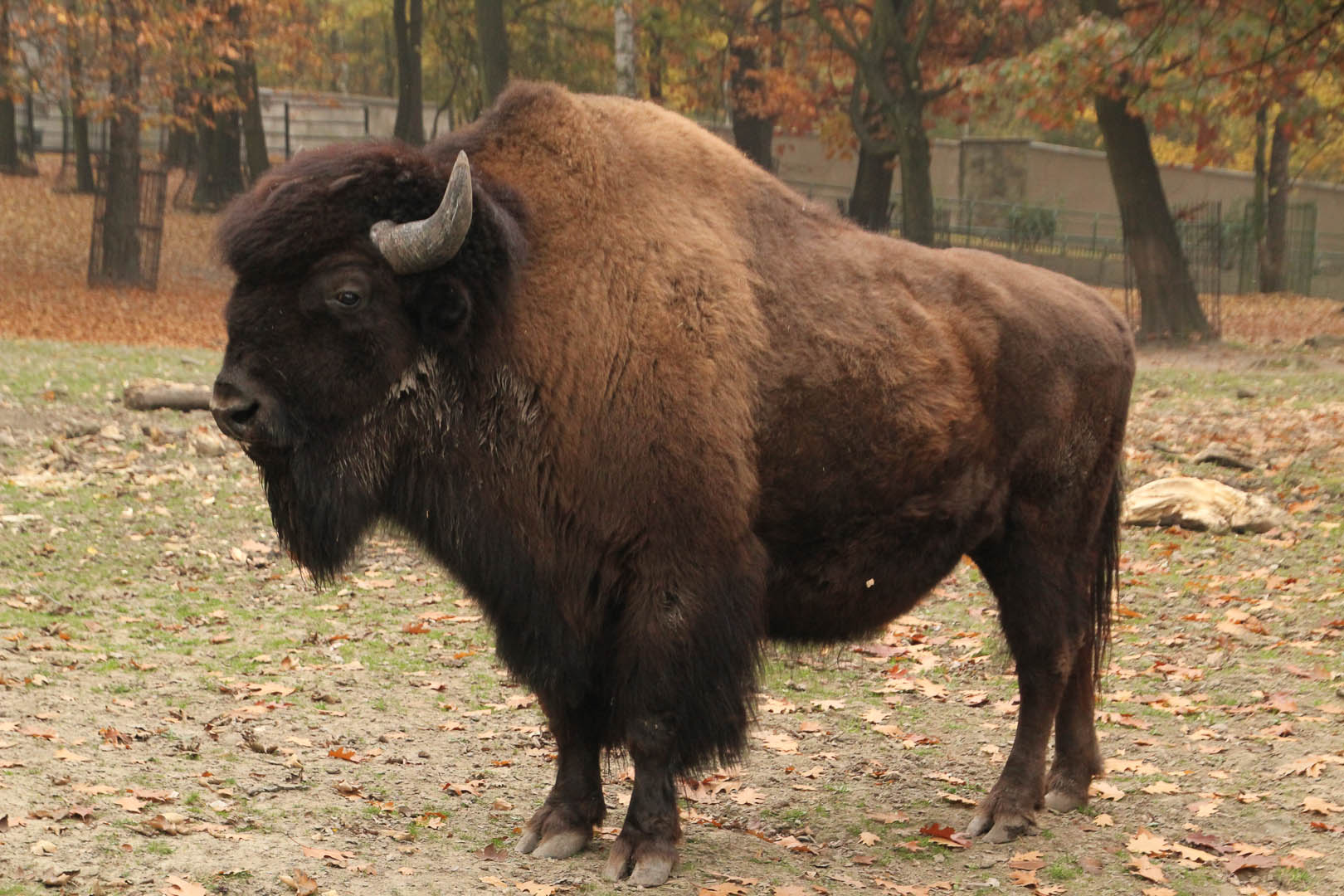 Carnea de bizon american din fermele românești – o afacere nouă